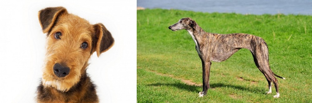 Galgo Espanol vs Airedale Terrier - Breed Comparison