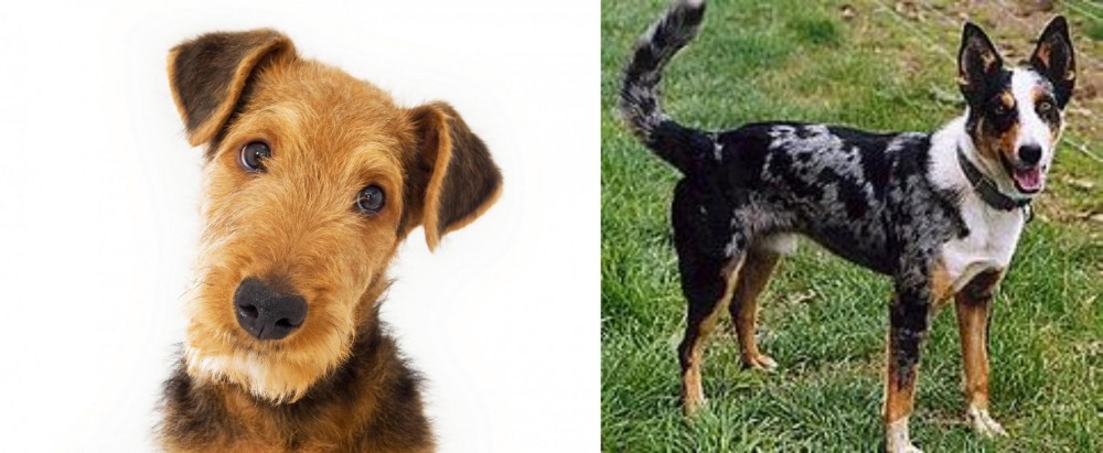 German Coolie vs Airedale Terrier - Breed Comparison
