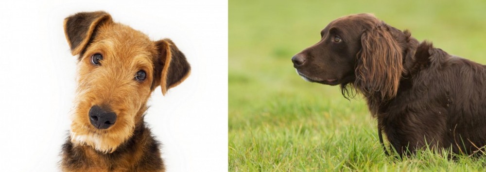 German Longhaired Pointer vs Airedale Terrier - Breed Comparison