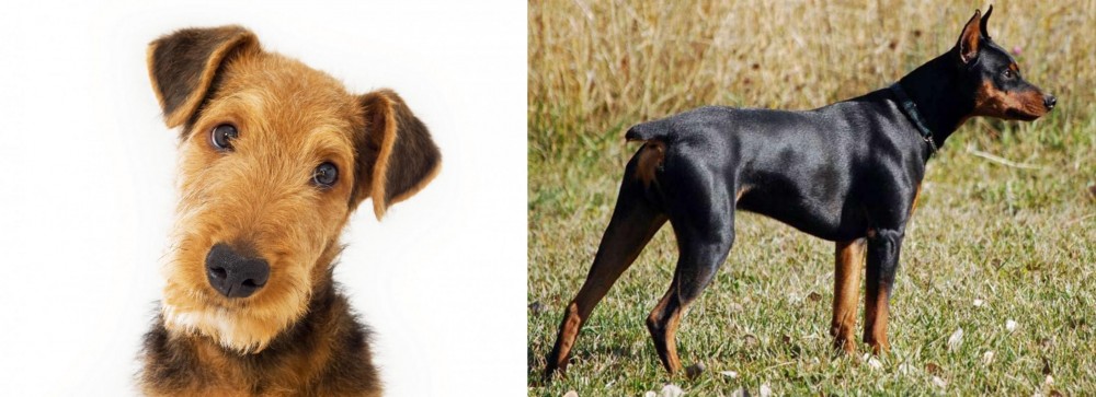 German Pinscher vs Airedale Terrier - Breed Comparison