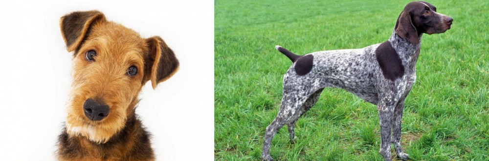 German Shorthaired Pointer vs Airedale Terrier - Breed Comparison