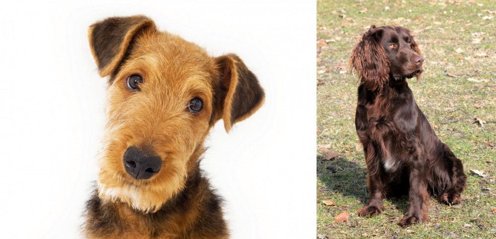 German Spaniel vs Airedale Terrier - Breed Comparison