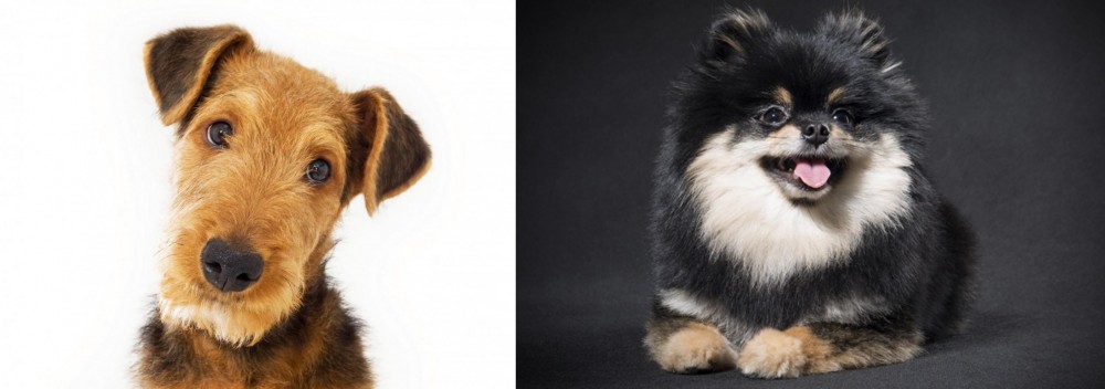 German Spitz (Klein) vs Airedale Terrier - Breed Comparison