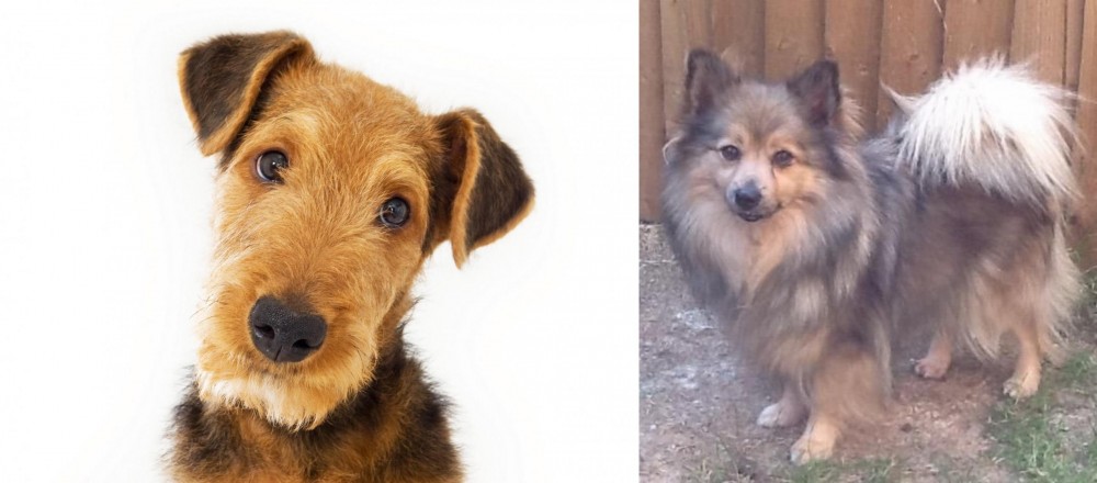 German Spitz (Mittel) vs Airedale Terrier - Breed Comparison