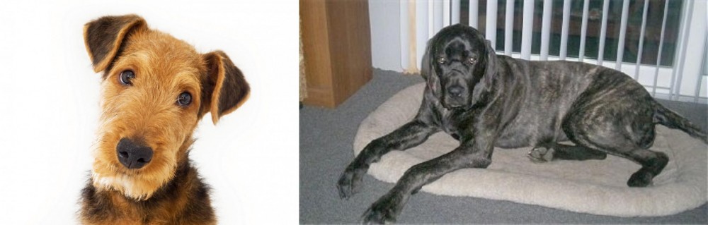 Giant Maso Mastiff vs Airedale Terrier - Breed Comparison