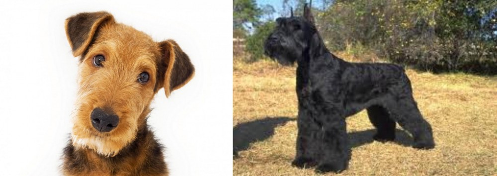 Giant Schnauzer vs Airedale Terrier - Breed Comparison