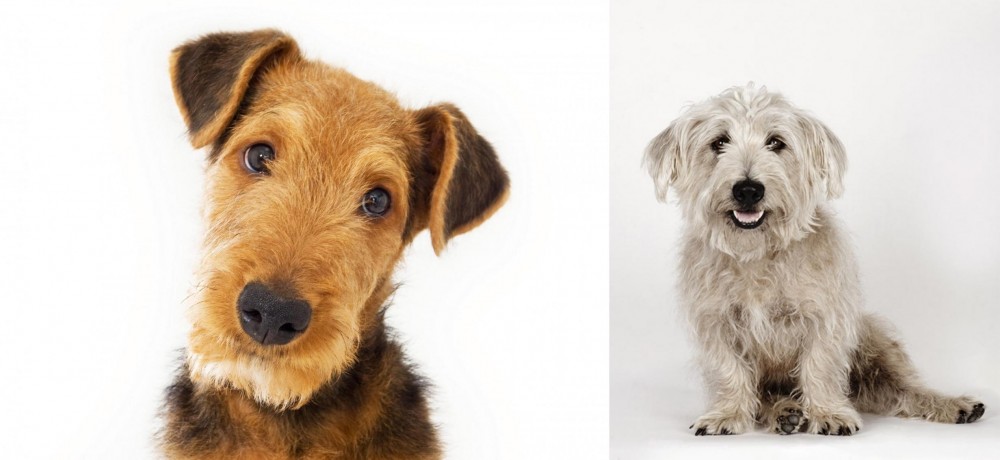 Glen of Imaal Terrier vs Airedale Terrier - Breed Comparison
