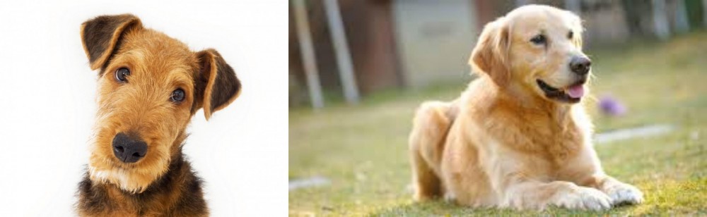 Goldador vs Airedale Terrier - Breed Comparison
