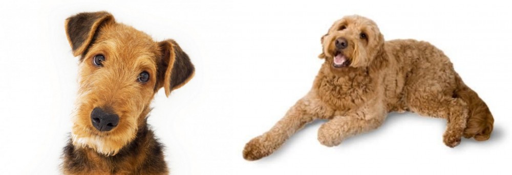 Golden Doodle vs Airedale Terrier - Breed Comparison