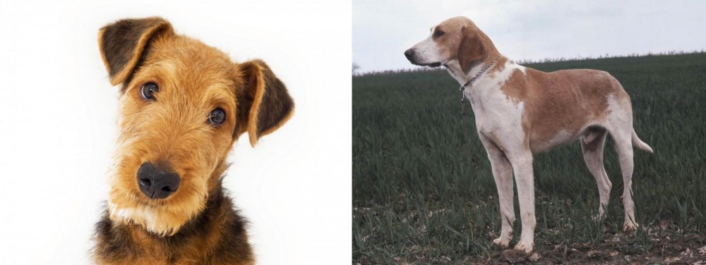 Grand Anglo-Francais Blanc et Orange vs Airedale Terrier - Breed Comparison