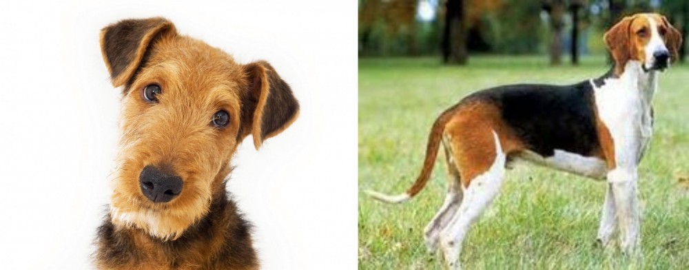 Grand Anglo-Francais Tricolore vs Airedale Terrier - Breed Comparison
