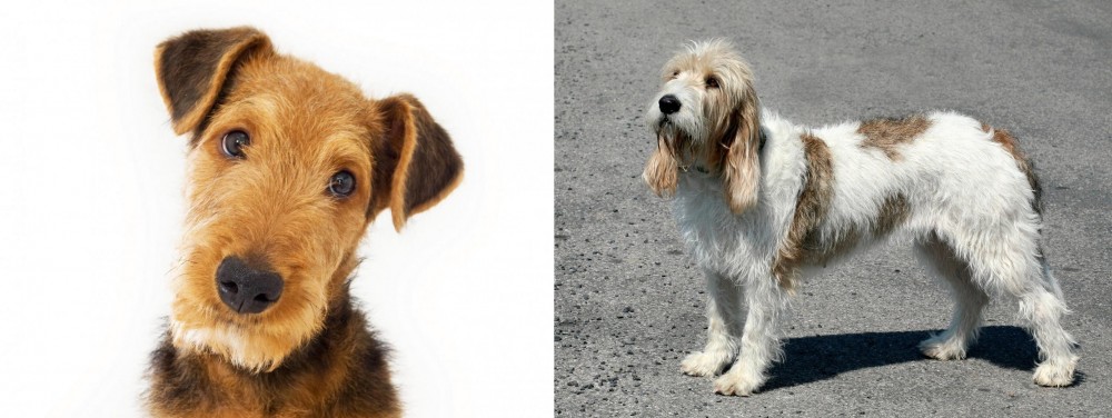 Grand Basset Griffon Vendeen vs Airedale Terrier - Breed Comparison