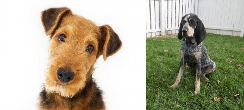 Grand Bleu de Gascogne vs Airedale Terrier - Breed Comparison