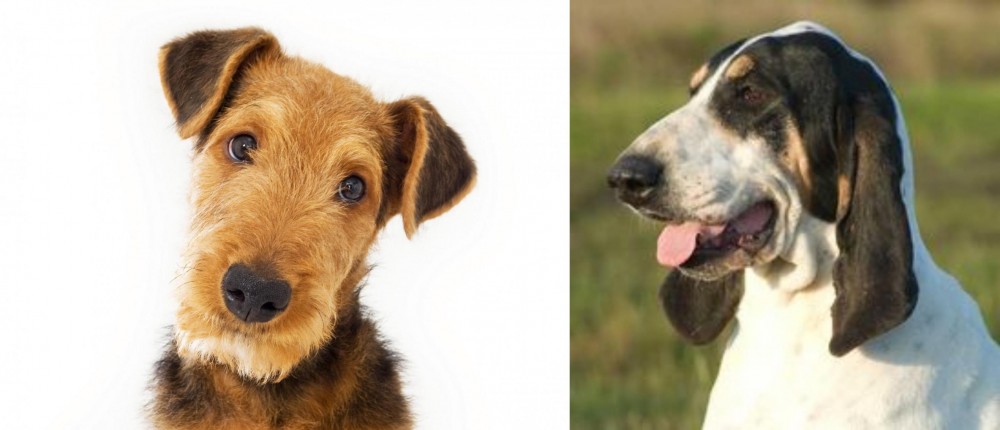 Grand Gascon Saintongeois vs Airedale Terrier - Breed Comparison