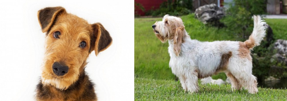 Grand Griffon Vendeen vs Airedale Terrier - Breed Comparison