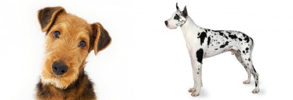 Great Dane vs Airedale Terrier - Breed Comparison