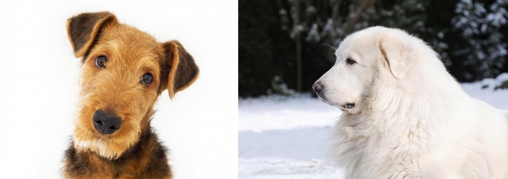 Great Pyrenees vs Airedale Terrier - Breed Comparison
