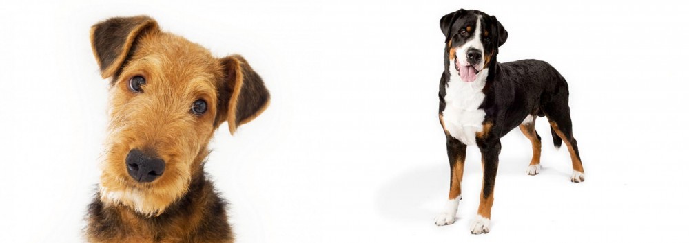 Greater Swiss Mountain Dog vs Airedale Terrier - Breed Comparison