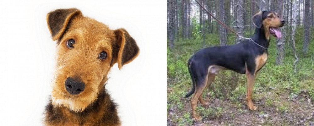 Greek Harehound vs Airedale Terrier - Breed Comparison