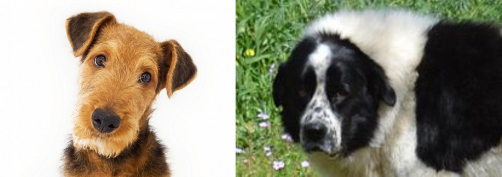 Greek Sheepdog vs Airedale Terrier - Breed Comparison