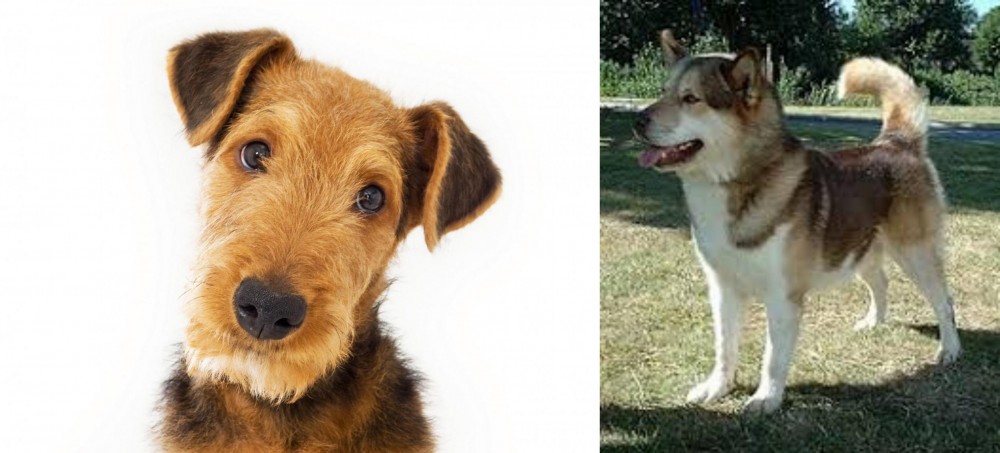 Greenland Dog vs Airedale Terrier - Breed Comparison