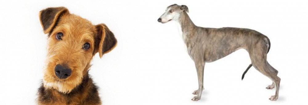 Greyhound vs Airedale Terrier - Breed Comparison