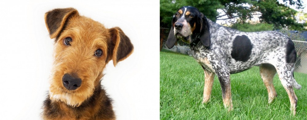 Griffon Bleu de Gascogne vs Airedale Terrier - Breed Comparison