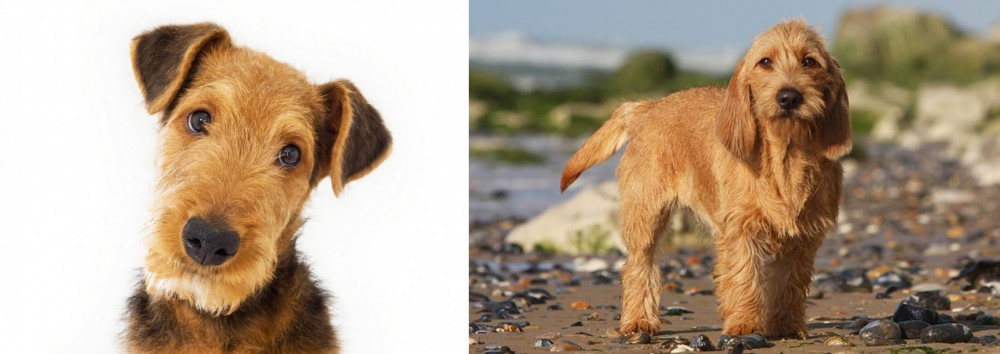 Griffon Fauve de Bretagne vs Airedale Terrier - Breed Comparison