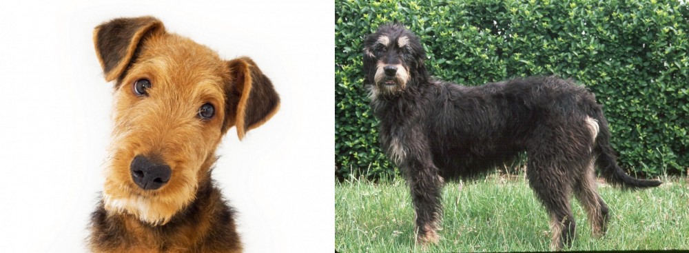 Griffon Nivernais vs Airedale Terrier - Breed Comparison