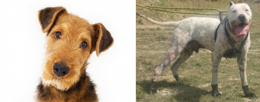 Gull Dong vs Airedale Terrier - Breed Comparison