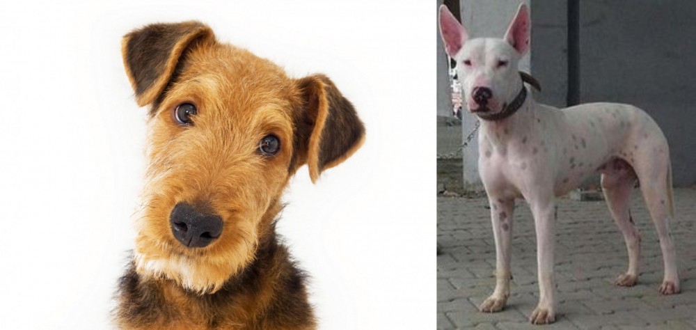 Gull Terr vs Airedale Terrier - Breed Comparison