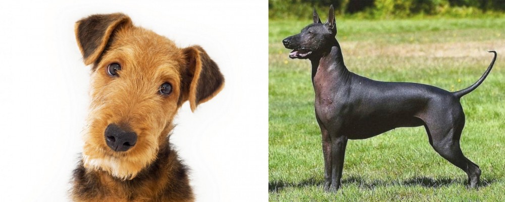 Hairless Khala vs Airedale Terrier - Breed Comparison