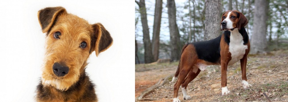Hamiltonstovare vs Airedale Terrier - Breed Comparison