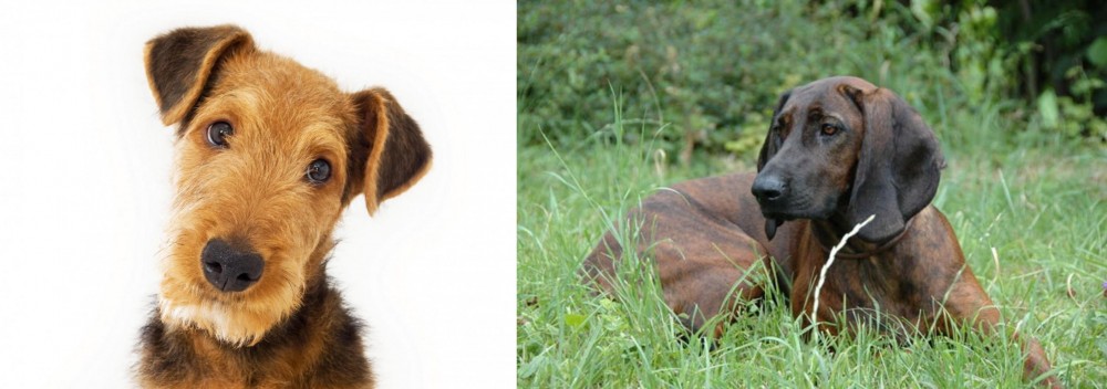 Hanover Hound vs Airedale Terrier - Breed Comparison