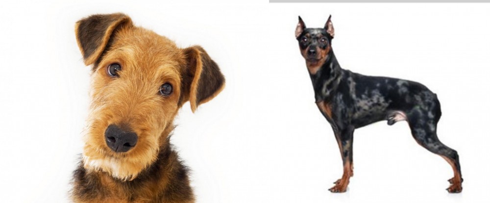 Harlequin Pinscher vs Airedale Terrier - Breed Comparison