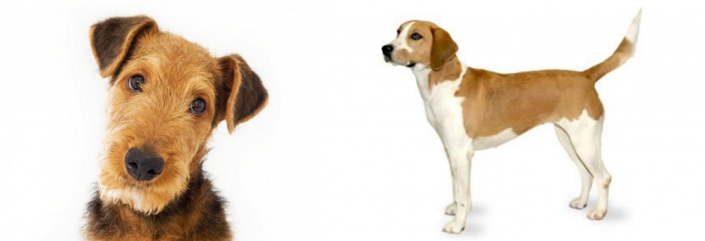 Harrier vs Airedale Terrier - Breed Comparison
