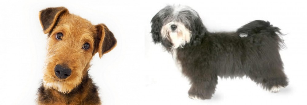 Havanese vs Airedale Terrier - Breed Comparison