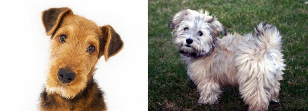 Havapoo vs Airedale Terrier - Breed Comparison