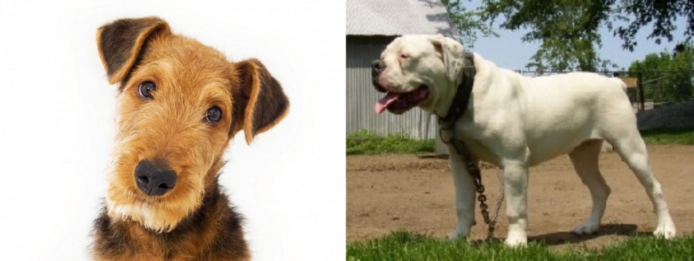 Hermes Bulldogge vs Airedale Terrier - Breed Comparison