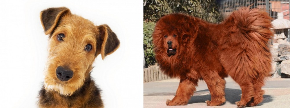 Himalayan Mastiff vs Airedale Terrier - Breed Comparison