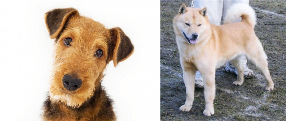 Hokkaido vs Airedale Terrier - Breed Comparison
