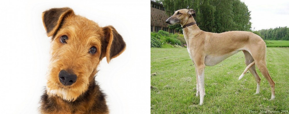 Hortaya Borzaya vs Airedale Terrier - Breed Comparison