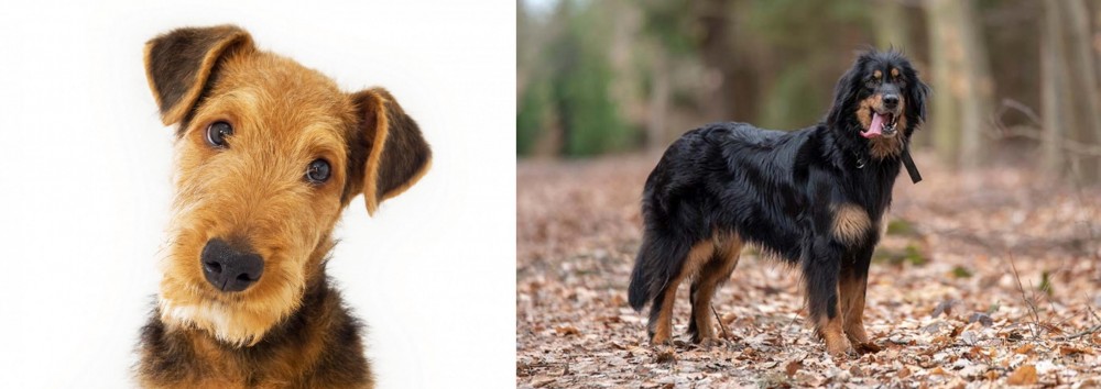 Hovawart vs Airedale Terrier - Breed Comparison