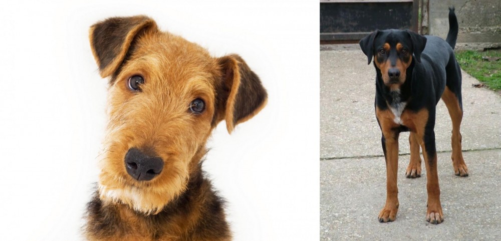 Hungarian Hound vs Airedale Terrier - Breed Comparison