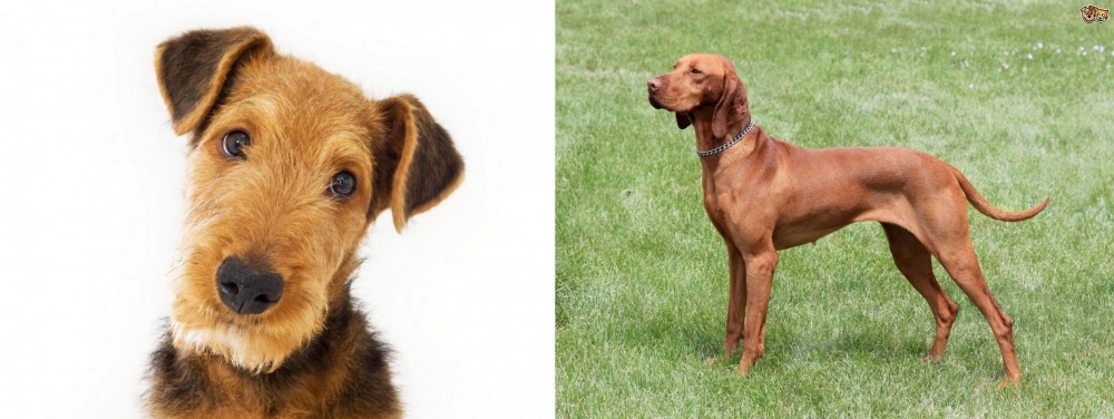 Hungarian Vizsla vs Airedale Terrier - Breed Comparison