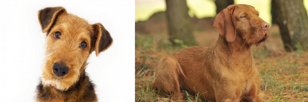 Hungarian Wirehaired Vizsla vs Airedale Terrier - Breed Comparison