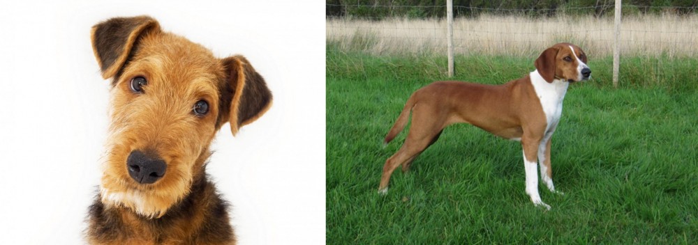 Hygenhund vs Airedale Terrier - Breed Comparison
