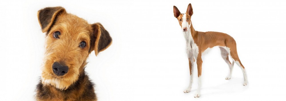 Ibizan Hound vs Airedale Terrier - Breed Comparison