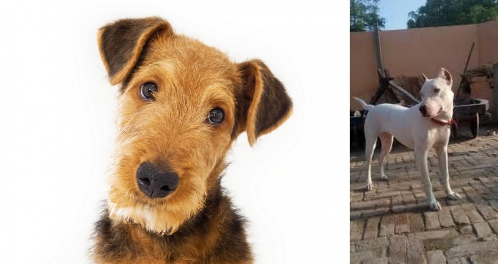 Indian Bull Terrier vs Airedale Terrier - Breed Comparison