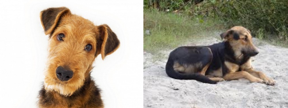 Indian Pariah Dog vs Airedale Terrier - Breed Comparison
